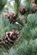 Сосна дрібноквіткова Гімборн ідеал (Pinus parviflora 'Gimborn's Ideal') - 30-40 см 695266984799 фото 2