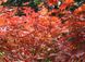 Клен пальмолистий Редвайн (Acer palmatum redwine) - 100 см 695266984924 фото 3