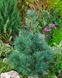 Сосна дрібноквіткова Negishi (Pinus parviflora Negishi) - 100-120 см 695266984800 фото 1