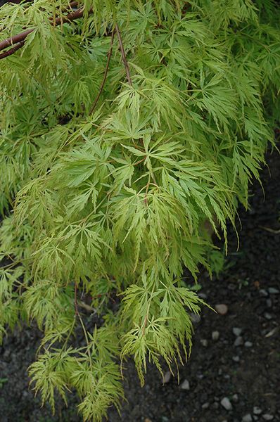 Клен пальмолистий Сейрю (Acer palmatum seiryu) - 100 см 695266984926 фото