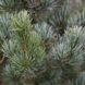Сосна дрібноквіткова Ріу-ю( Pinus parviflora Ryu-ju) - 200-250 см 695266984802 фото 2