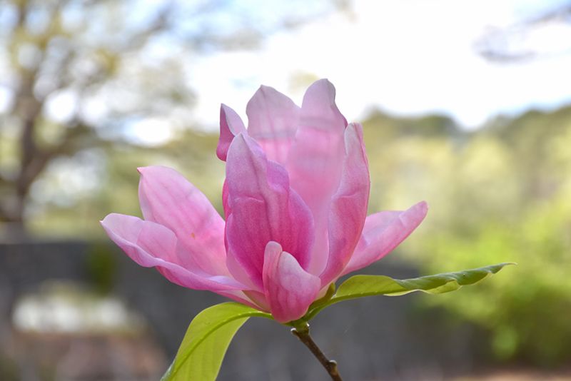 Магнолія Дейбрейк (Magnolia Daybreack) - 150-175 см 695266984877 фото