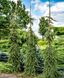 Ялина  звичайна Ротенхауз (Picea abies Rottenhaus) - 250-300 см 701912511914 фото 1