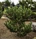 Сосна чорна Орегон Грін (Pinus nigra Oregon green) - 220+ см 695266985927 фото 4