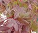 Клен пальмолистий Блудгуд (Acer palmatum Bloodgood) - 175-200 см 695266984915 фото 4