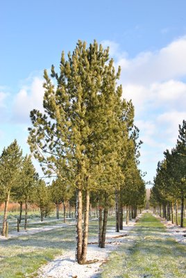 Cосна кедрова європейська (Pinus cembra) - 150-170 см 695266984808 фото