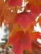 Клен червоний Ред сансет (Acer rubrum Red Sunset) - 300-400 см 695266984933 фото 2