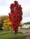 Горобина Фланрок (Sorbus aucuparia Flarnock) - 300-350 см 695266984884 фото 1