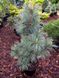 Сосна корейська Silveray (Pinus koreansis Silveray) - 150 см 695266984810 фото 2