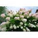 Гортензія грандіфлора (Hydrangea paniculata grandiflora) - 40-60 см 695266984885 фото 1