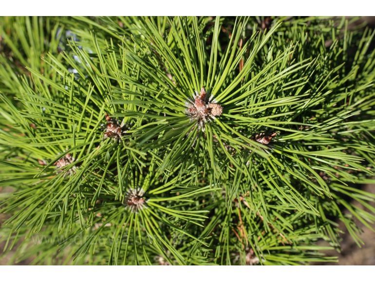 Сосна Марі Брегон (Pinus Marie Bregon) - 60см 695266984811 фото