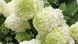 Гортензія Лайм лайт (Hydrangea paniculata Limelight) - 40 см 695266984886 фото 2