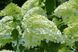 Гортензія Лайм лайт (Hydrangea paniculata Limelight) - 40 см 695266984886 фото 3