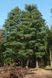 Сосна румелійська (Pinus peuce) - 150+ см 695266984812 фото 1