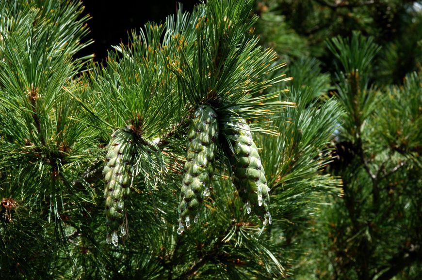 Сосна румелійська (Pinus peuce) - 125-150 см 695266984813 фото