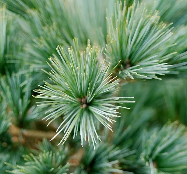 Сосна стробус Макопін (Pinus strobus 'Macopin') - 100 см 695266984817 фото