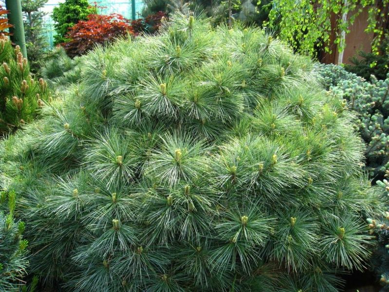 Сосна стробус Макопін (Pinus strobus 'Macopin') - 100 см 695266984817 фото