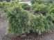 Сосна стробус Ніагара Фолс (Pinus strobus 'Niagara Falls') - 80-100 см 695266984818 фото 3