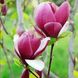 Магнолія Сатісфекшен штамб (Magnolia Satisfaction) - 175-200 см 695266984943 фото 1