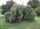 Сосна стробус Пендула (Pinus strobus Pendula) - 250-300 см 695266984819 фото 2