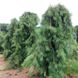 Сосна стробус Пендула (Pinus strobus Pendula) - 250-300 см 695266984819 фото 1