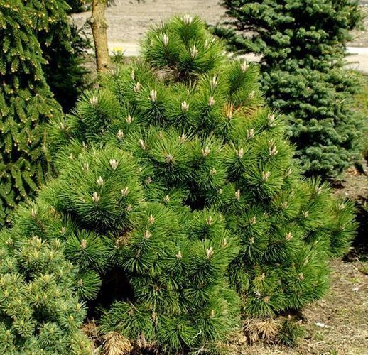 Сосна чорна Хельга (Pinus nigra 'Helga') - 30-40 см 695266984823 фото