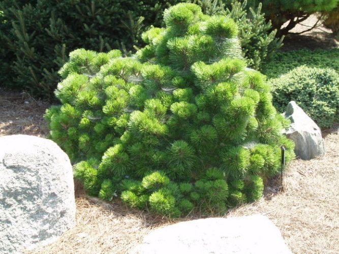 Сосна чорна Хельга (Pinus nigra 'Helga') - 30-40 см 695266984823 фото