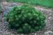 Сосна чорна Хельга (Pinus nigra 'Helga') - 30-40 см 695266984823 фото 3
