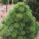 Сосна чорна Хельга (Pinus nigra 'Helga') - 30-40 см 695266984823 фото 1