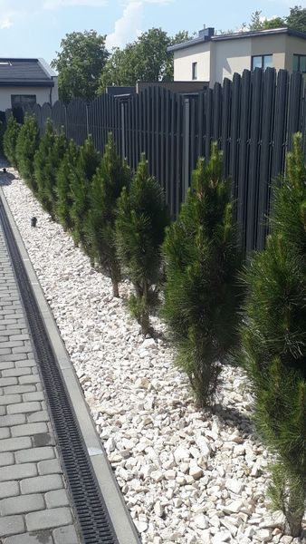 Сосна чорна Грін тауер (Pinus nigra Green tower) - 140-160 см 695266984825 фото