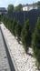 Сосна чорна Грін тауер (Pinus nigra Green tower) - 140-160 см 695266984825 фото 2