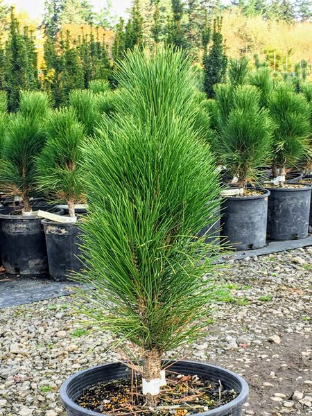Сосна чорна Грін тауер (Pinus nigra Green tower) - 140-160 см 695266984825 фото