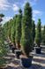 Сосна чорна Грін тауер (Pinus nigra Green tower) - 140-160 см 695266984825 фото 1