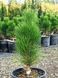 Сосна чорна Грін тауер (Pinus nigra Green tower) - 140-160 см 695266984825 фото 3