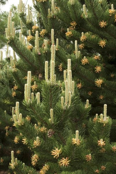 Сосна чорна Орегон Грін (Pinus nigra Oregon green) - 140-160 см 695266984827 фото