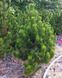 Сосна білокора (Pinus leucodermis) - 100-150 см 695266984778 фото 5