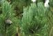 Сосна білокора (Pinus leucodermis) - 100-150 см 695266984778 фото 4