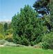 Сосна білокора (Pinus leucodermis) - 100-150 см 695266984778 фото 3