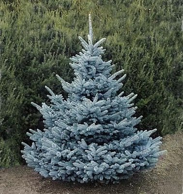 Ялина колюча Блу Даймонд extra (Picea pungens 'Blue Diamond') - 175-200 см 1092266984771 фото