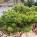 Сосна чорна Хорніброкіана (Pinus nigra Hornibrookiana) - 60-80 см 695266984830 фото 2