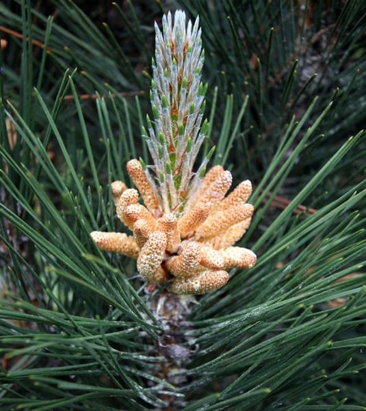 Сосна чорна Шольц (Pinus nigra 'Sholz') - 130-140 см 695266984831 фото