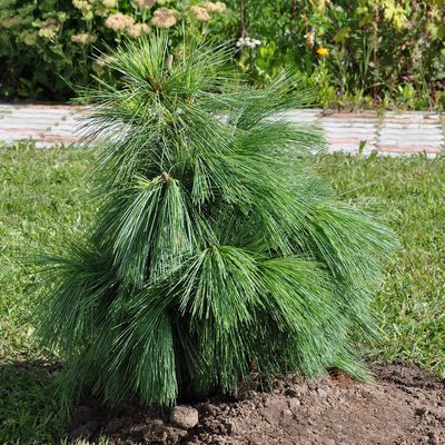 Сосна Шверіна Вітхорст (Pinus Shwerinii Withorst) - 100 см 695266984832 фото