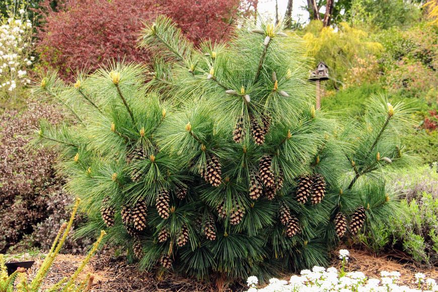 Сосна Шверіна Вітхорст extra (Pinus Shwerinii Withorst extra) - 125-150 см 695266984834 фото