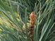 Сосна звичайна Фастігіата (Pinus sylvestris Fastigiata) - 160-180 см 695266984835 фото 2