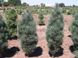 Сосна звичайна Фастігіата (Pinus sylvestris Fastigiata) - 160-180 см 695266984835 фото 3