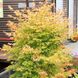Клен пальмолистий Бі Хоу (Acer palmatum bi hou) - 100 см 695266984913 фото 1