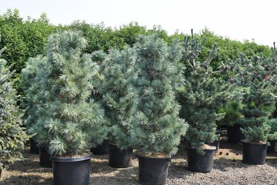 Сосна гнучка Кесаріні блу (Pinus flexis Kessarini blue) - 180+ см 695266984795 фото
