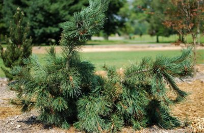 Сосна гнучка Pendula  (Pinus flexis Pendula) - 280-300 см 695266984796 фото