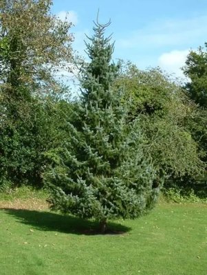 Ялина сербська (Picea omorika) - 150 см 106742946921 фото