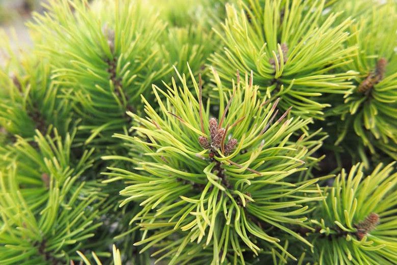 Сосна гірська Офір (Pinus mugo Ophir) - 40+ см 695266984789 фото